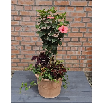 Hibiszkusz Harmónia - Félárnyékba