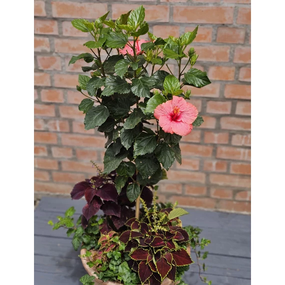 Hibiszkusz Harmónia - Félárnyékba